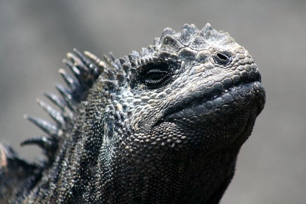 Marine Iguana