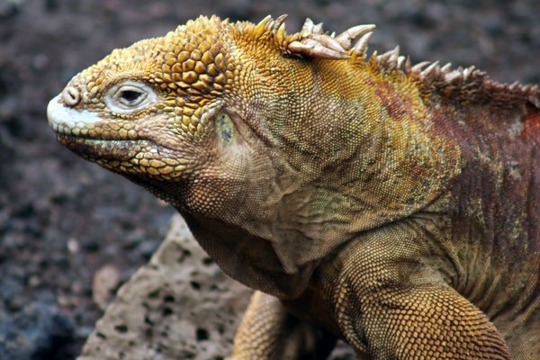 Galapagos Land Iguana