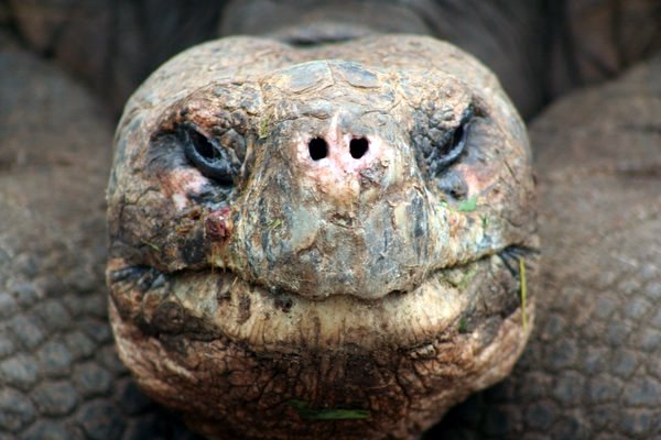 Giant Tortoise