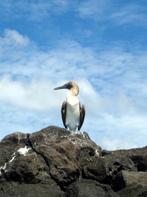 Blue Footed Boobie