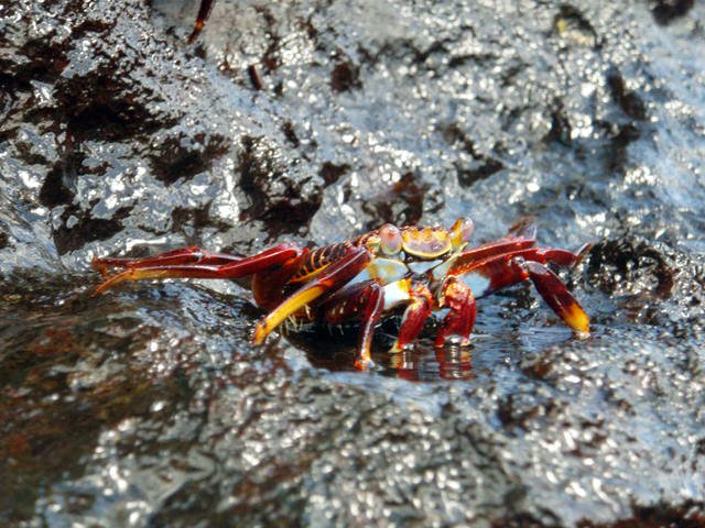 Galapagos Red Crab