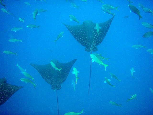 School of Spotted Eagle Ray's