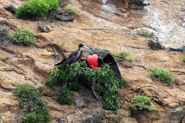 Frigate Birds