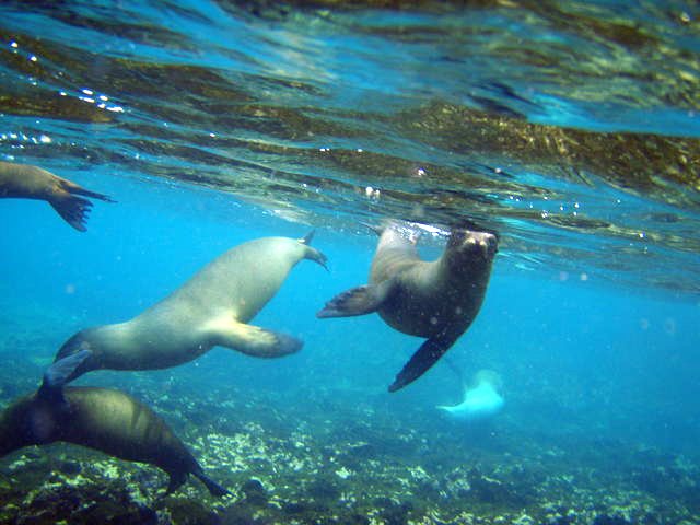 Sea Lion's at play