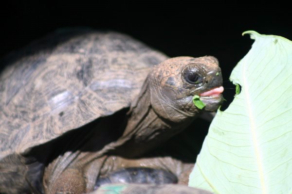 Baby Giant Tortoise (about 3 months old)