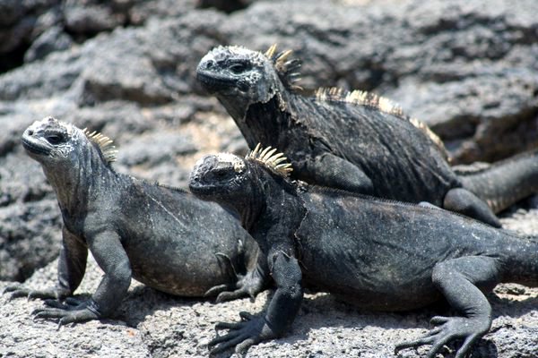 Gang of Marine Iguana's