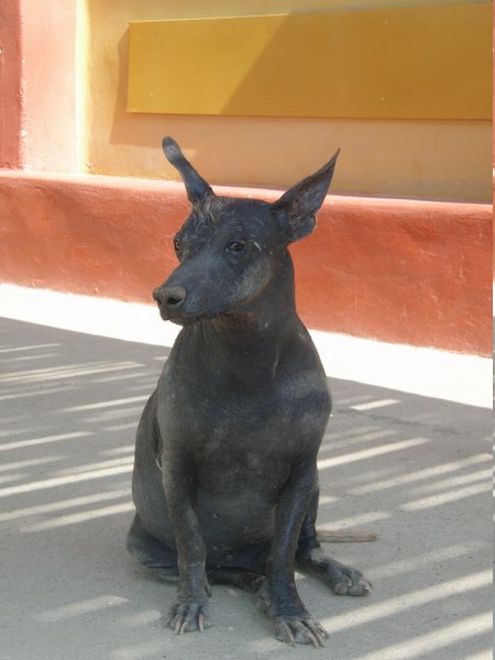 Inca Dog