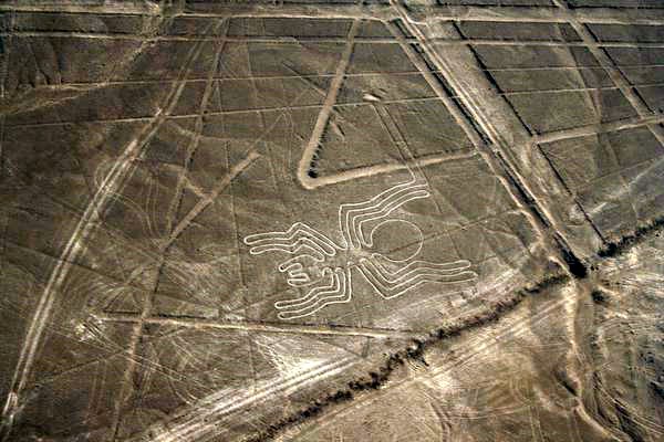 Nazca Spider