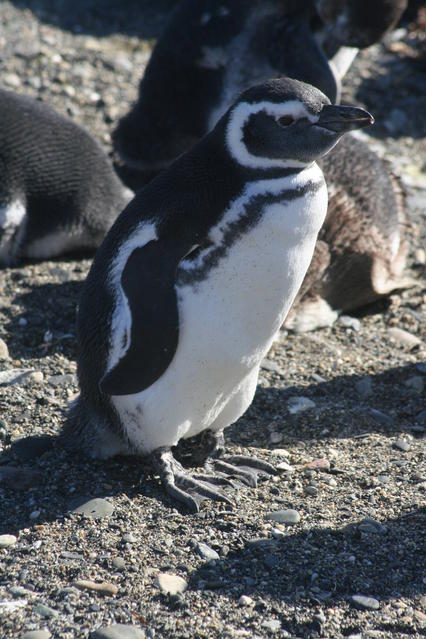 Penguin at the Otway Sounds