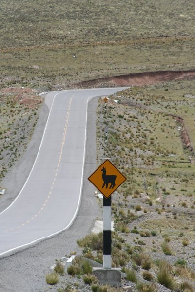 Caution, do not leave vehicle, alpaca's about