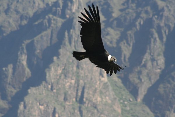 So this is Condor Lookout then